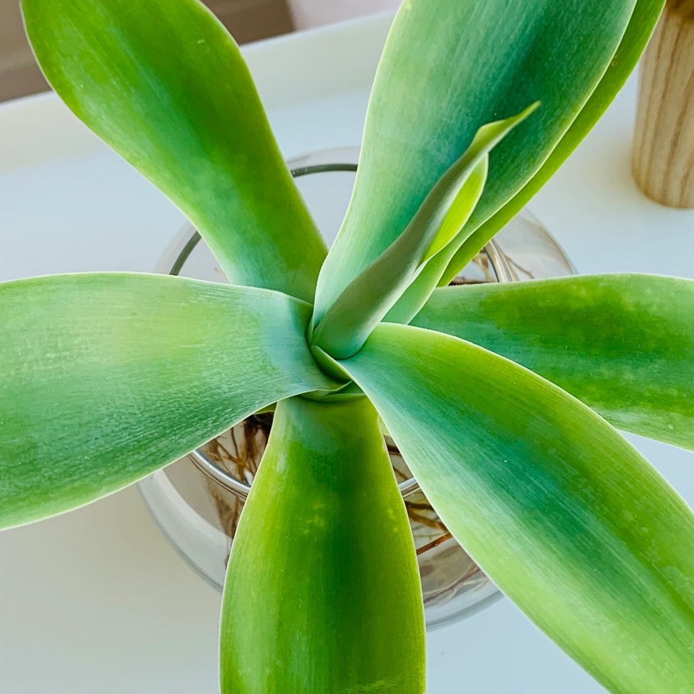 Meet your Posher, Mercury